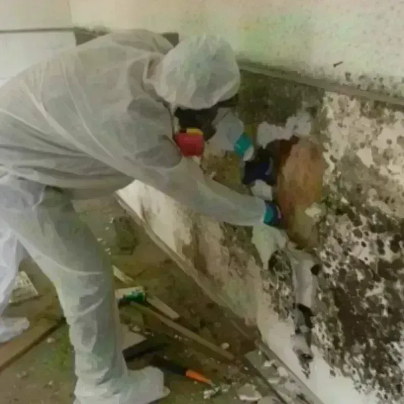 Mold Remediation and Removal in Toccoa, GA